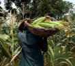 Advierten presiones inflacionarias por insuficiente producción de maiz amarillo