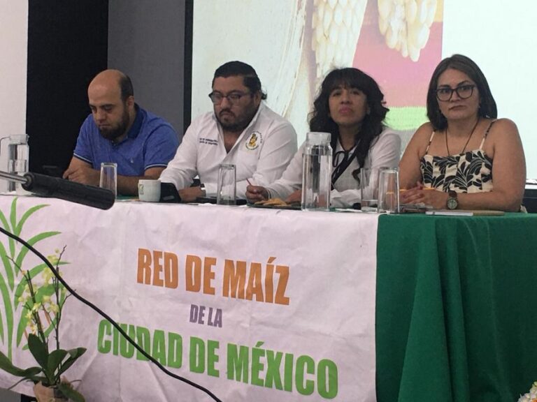 Maiz_Red