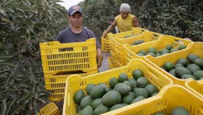 aguacate-you tube