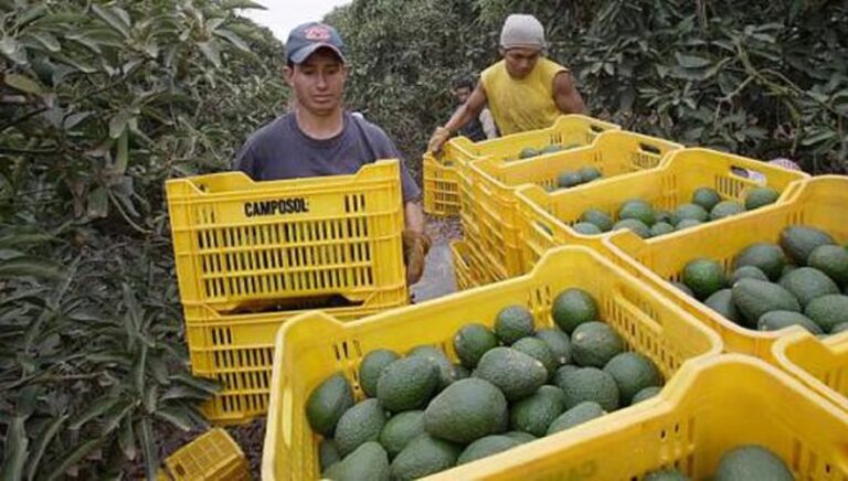 aguacate-you tube