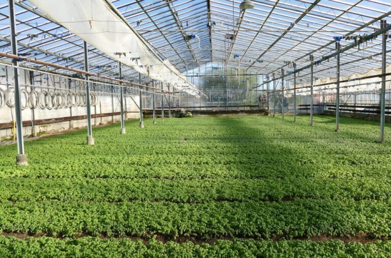 riego agrícola