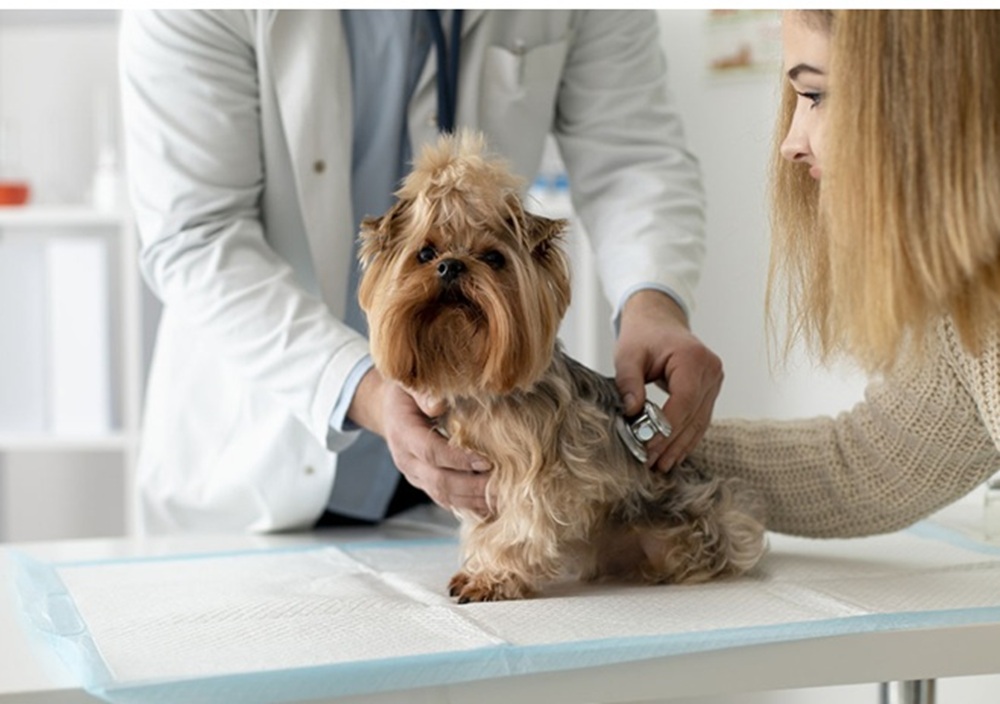Seguro de mascotas, beneficio que se ofrece a colaboradores