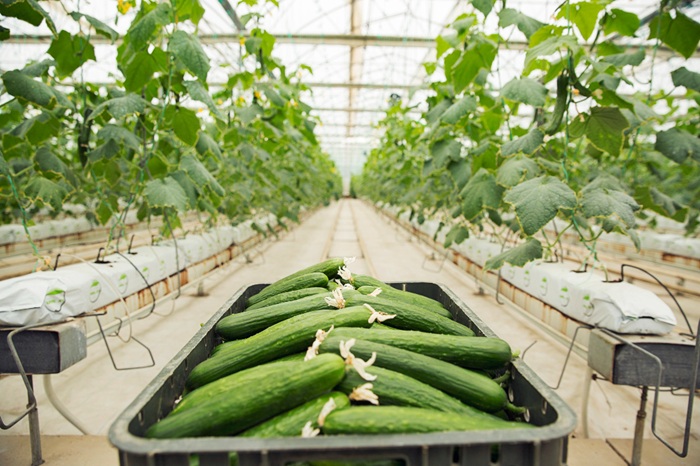Pepino de exportación